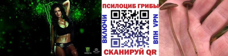 Псилоцибиновые грибы Psilocybe Княгинино